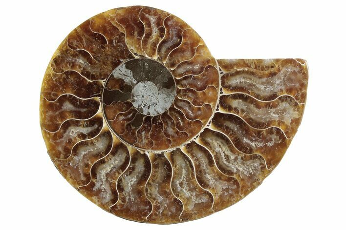 Cut & Polished Ammonite Fossil (Half) - Madagascar #364904